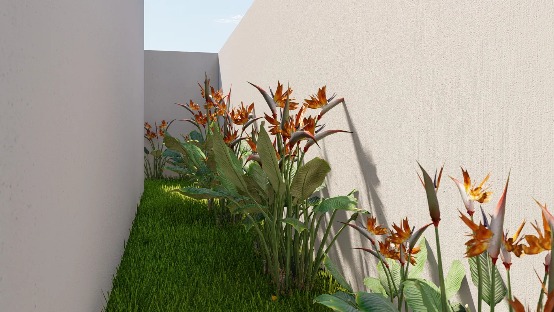 Narrow side passage between white walls, with a grass strip and orange bird-of-paradise flowers casting sharp shadows