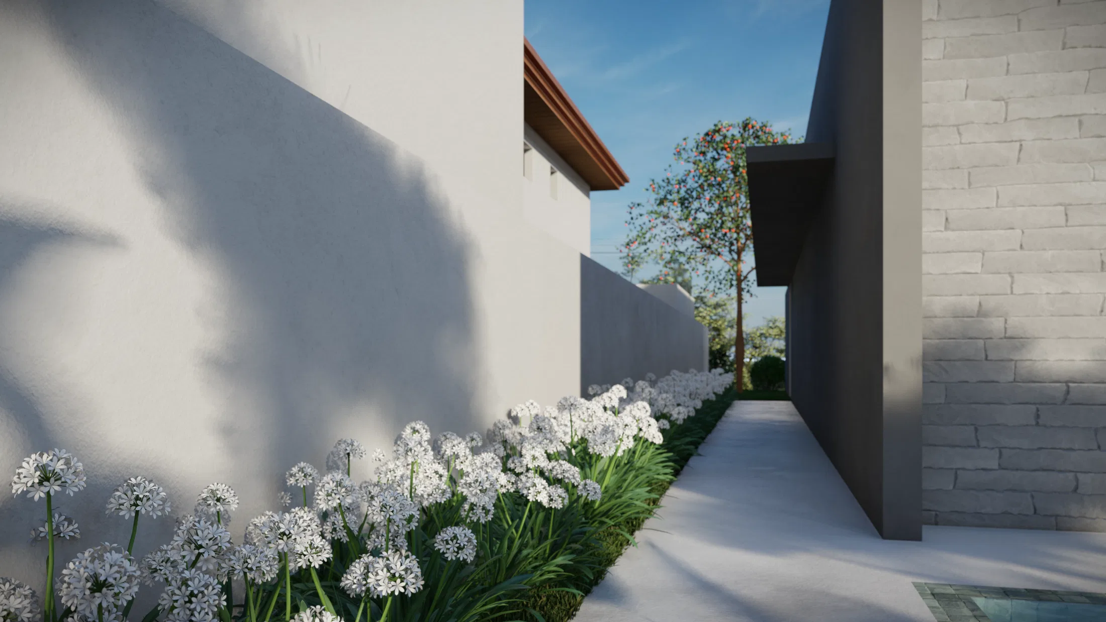 Narrow pathway between the garden wall and the house, bordered by a row of blooming white agapanthus leading toward the pool