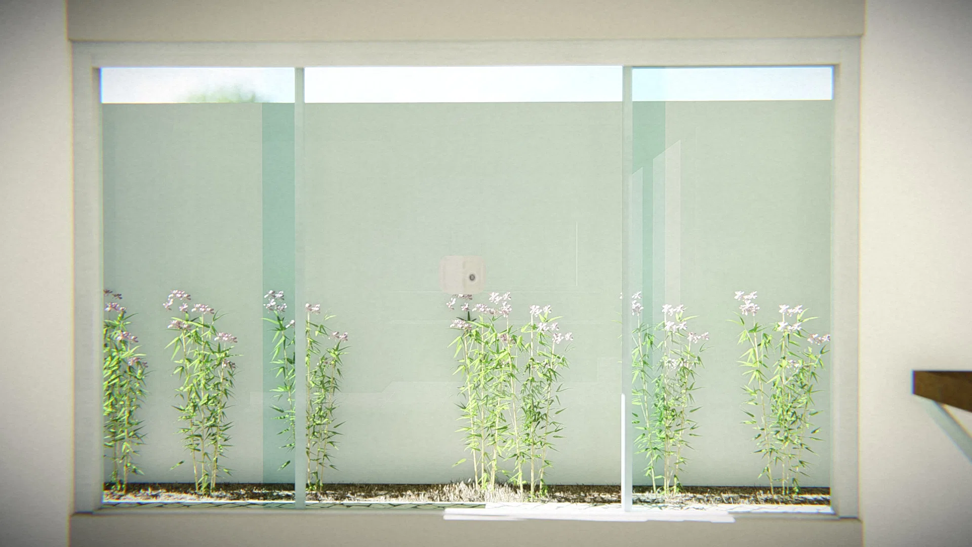 Glass wall framing a narrow bed of lilac flowering stems against a frosted-glass panel, seen from inside the house