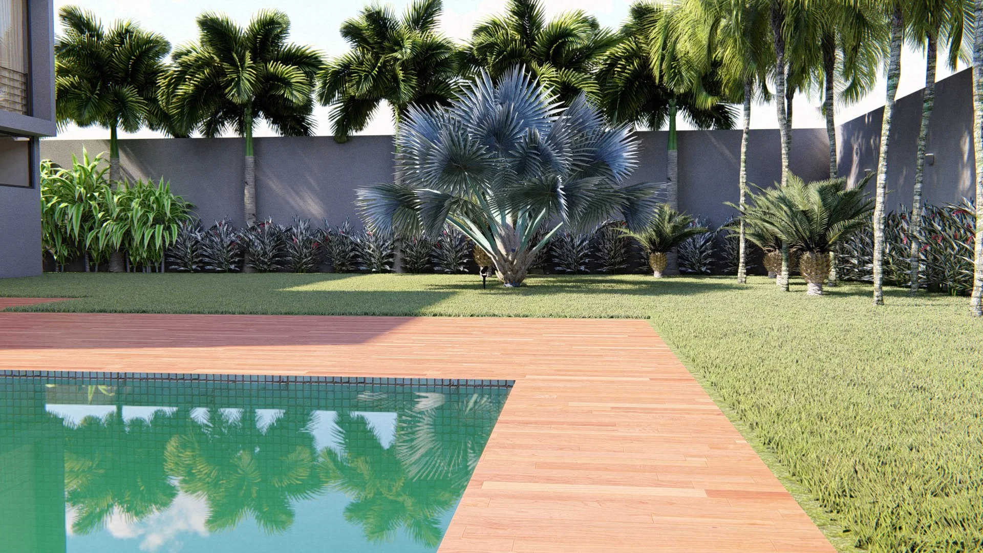 Pool with a wood deck flanked by a tall row of palm trees along the back wall of the lot