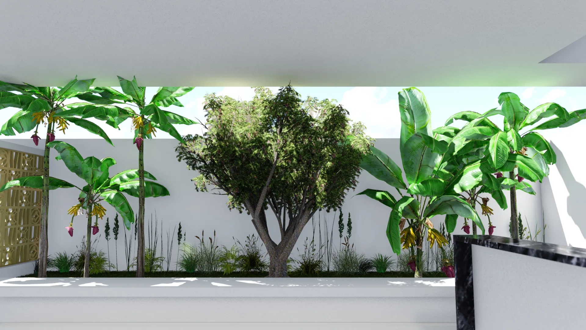 Raised bed against the white wall with flowering bananas, a central tree and ornamental grasses, seen from the patio