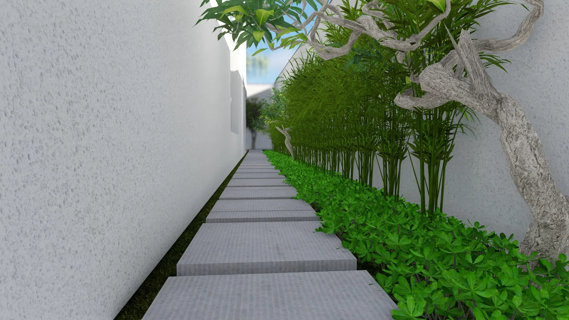 Side passage between white walls with a stepping-stone path, a bamboo hedge, low green groundcover and a gnarled sculptural tree