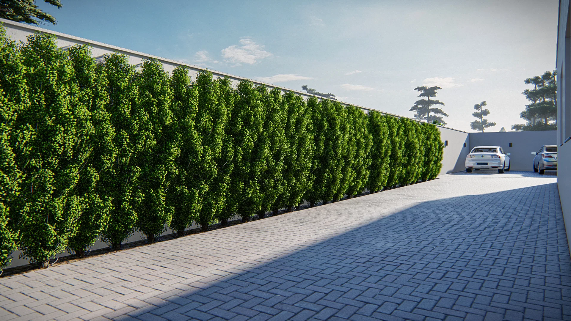 Long living fence of leafy climbers over the wall, beside interlocking pavement leading to cars in the distance under a clear sky