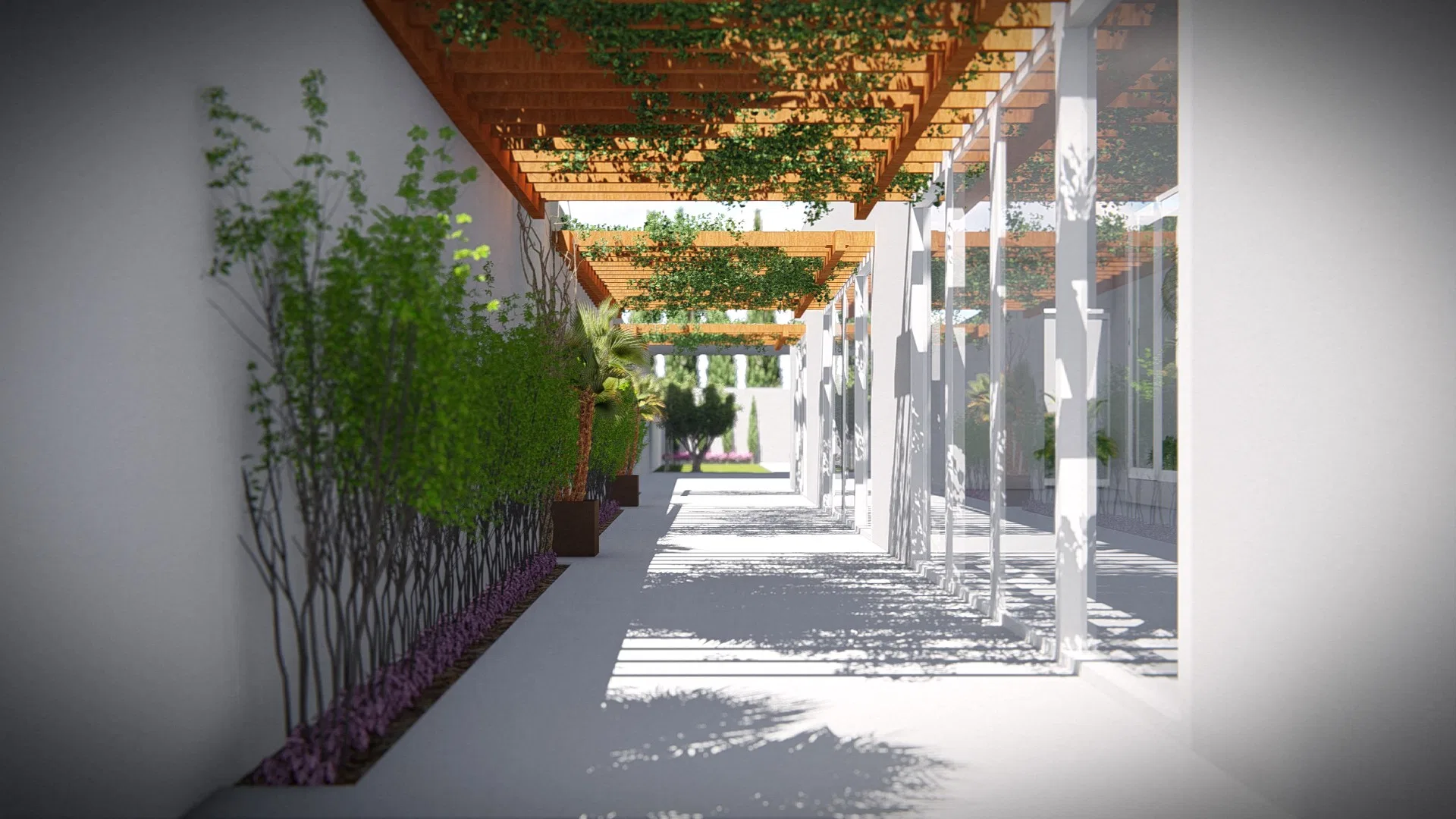 Access path under a timber pergola with climbers, lined by tall shrubs and a bed of purple groundcover, in strong light and shadow.