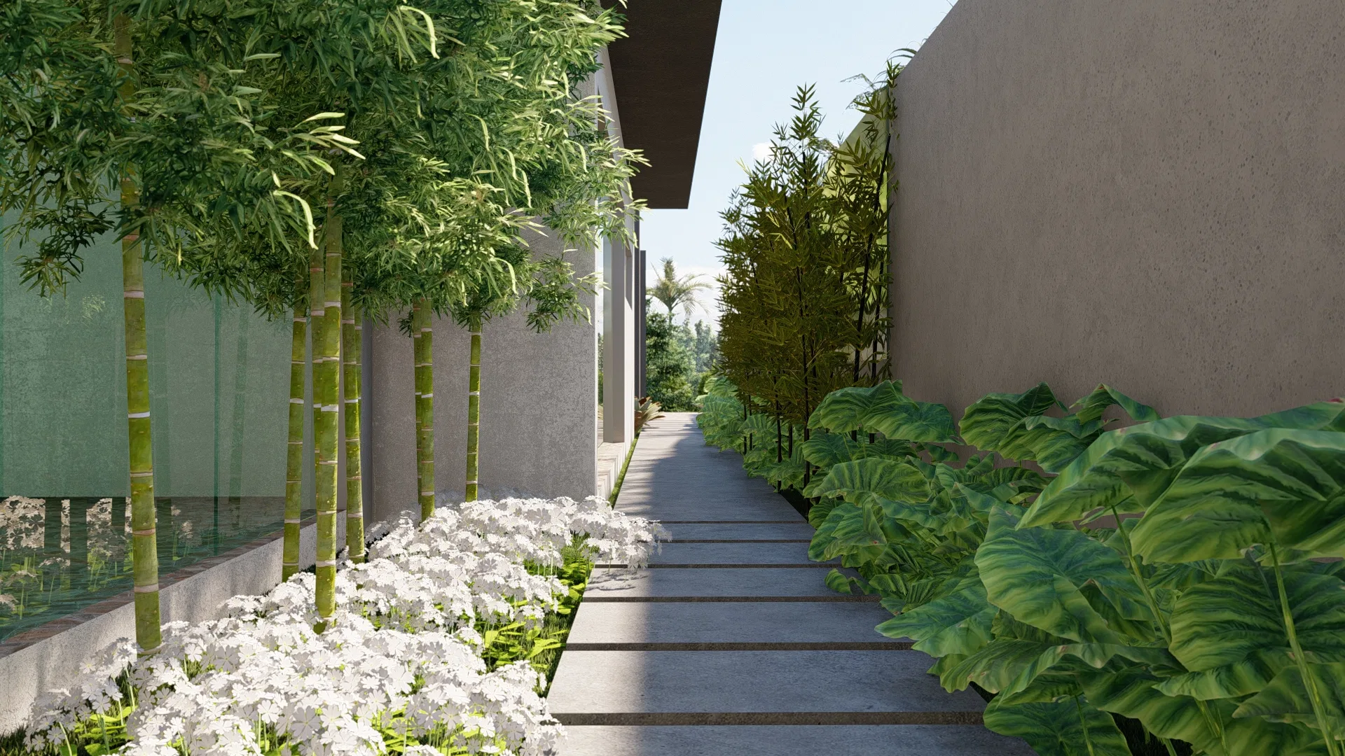 Narrow side path flanked by clumping bamboo and a bed of white flowers along the house wall