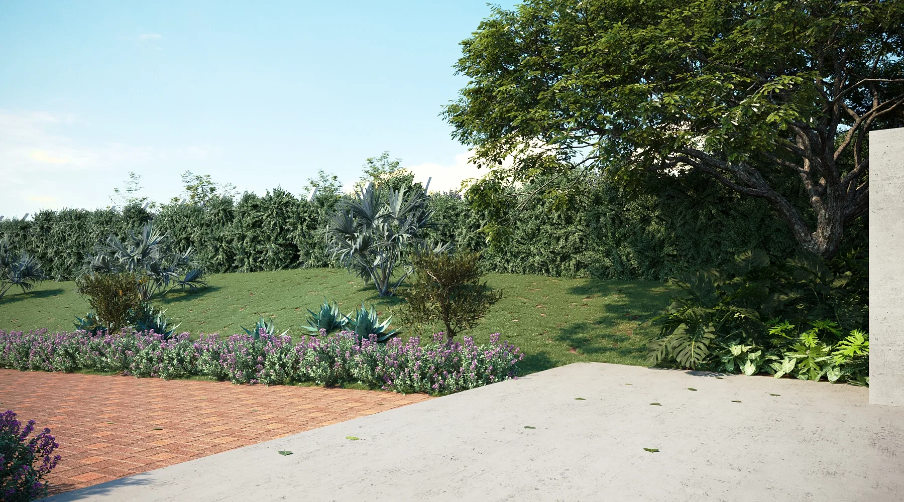 Garden edge with a concrete terrace, a brick strip, a bed of purple flowers, silver agaves and a leafy tree.