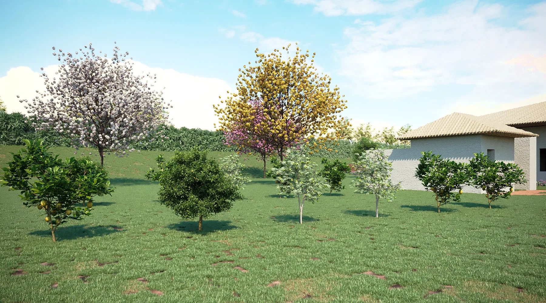 A young orchard with fruit saplings and species in white, yellow and pink bloom scattered over the lawn, the house at right.