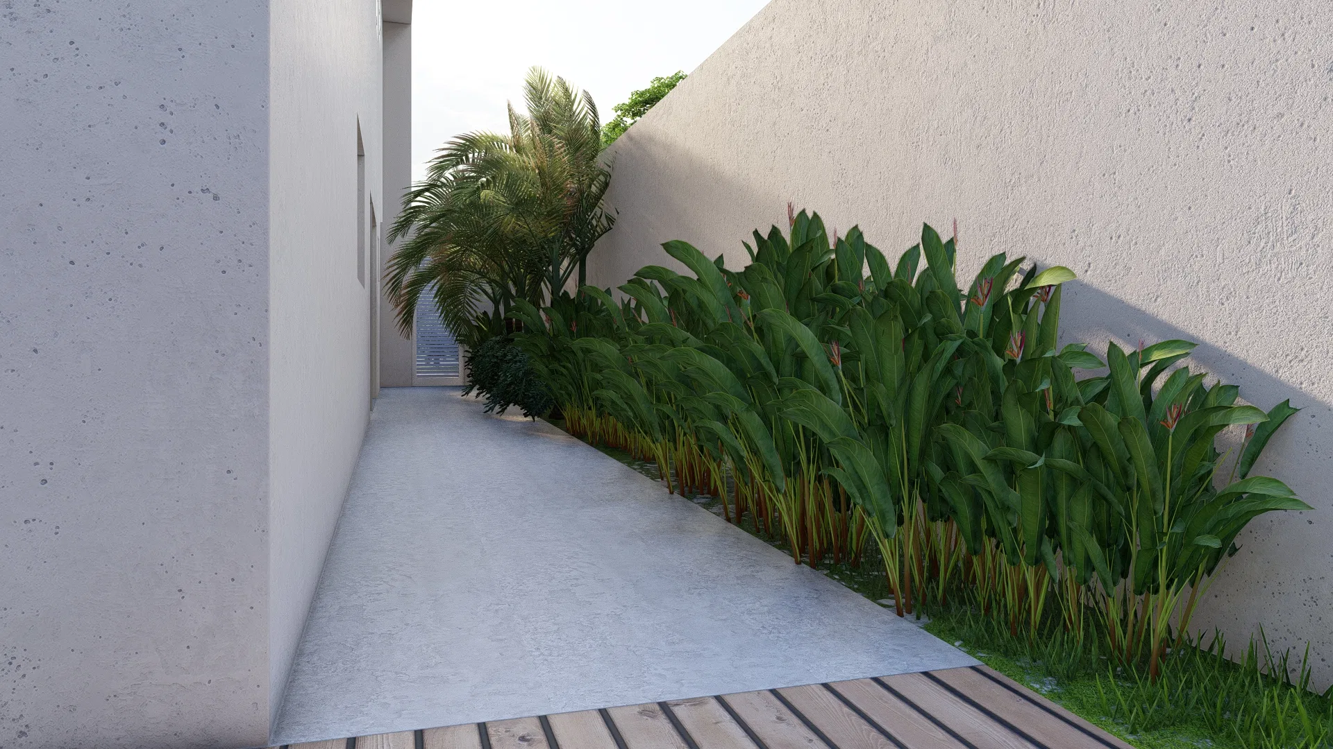 Side passage between pale walls with a dense bed of broad, reddish-stemmed foliage, next to a strip of wood decking