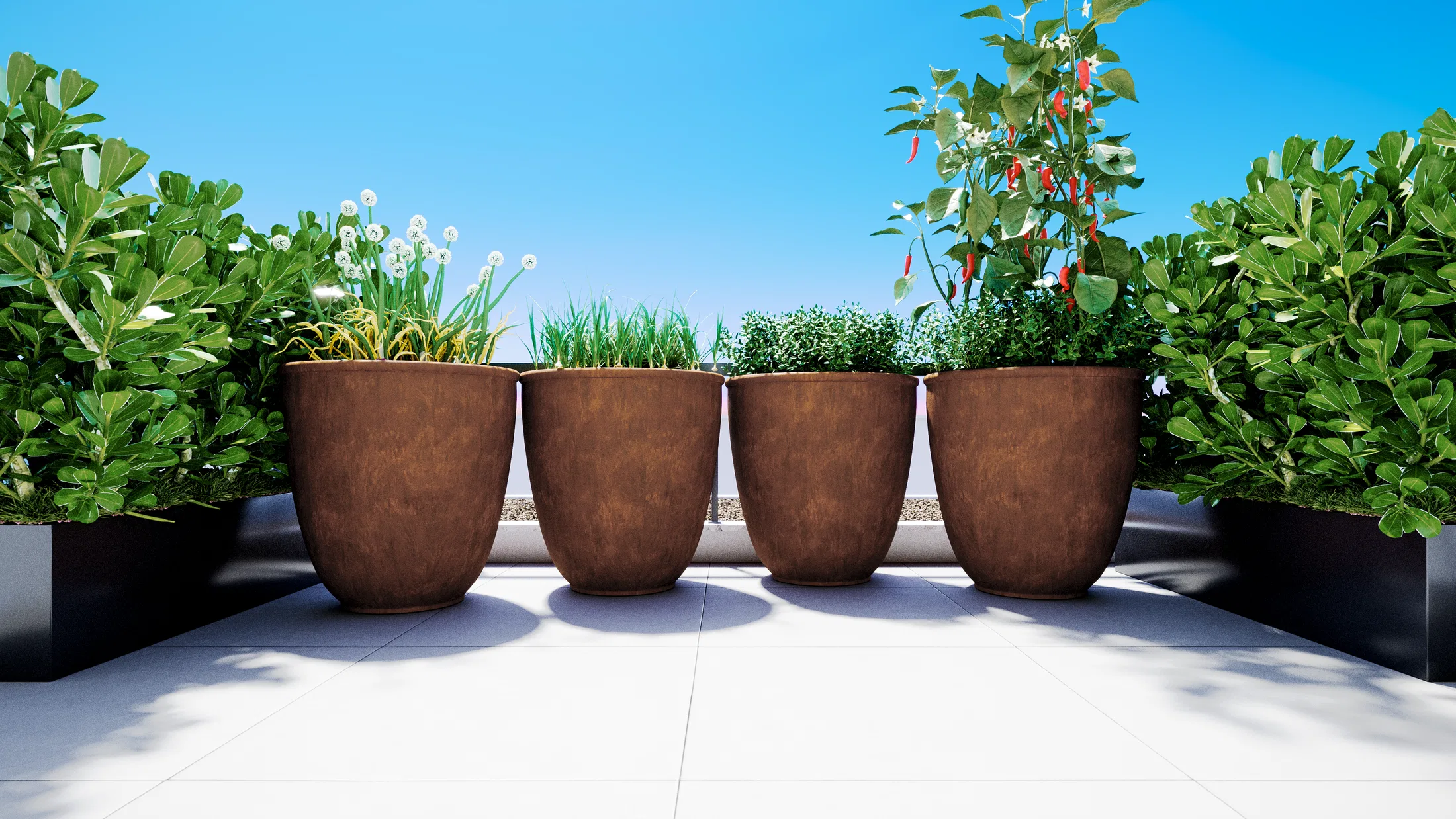 Four terracotta pots lined up on a pale floor, planted with grasses, herbs and chilli, framed by shrub beds under a blue sky.