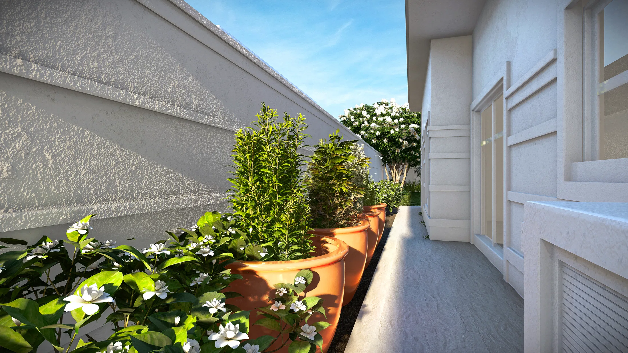 Narrow side passage with terracotta pots of boxwood, white-flowering shrubs and the pale garage wall