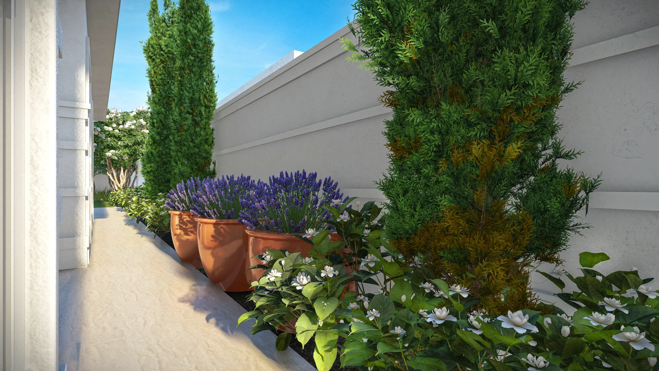 Side passage with cypresses, terracotta pots of purple lavender and a white-flowered groundcover beside the wall
