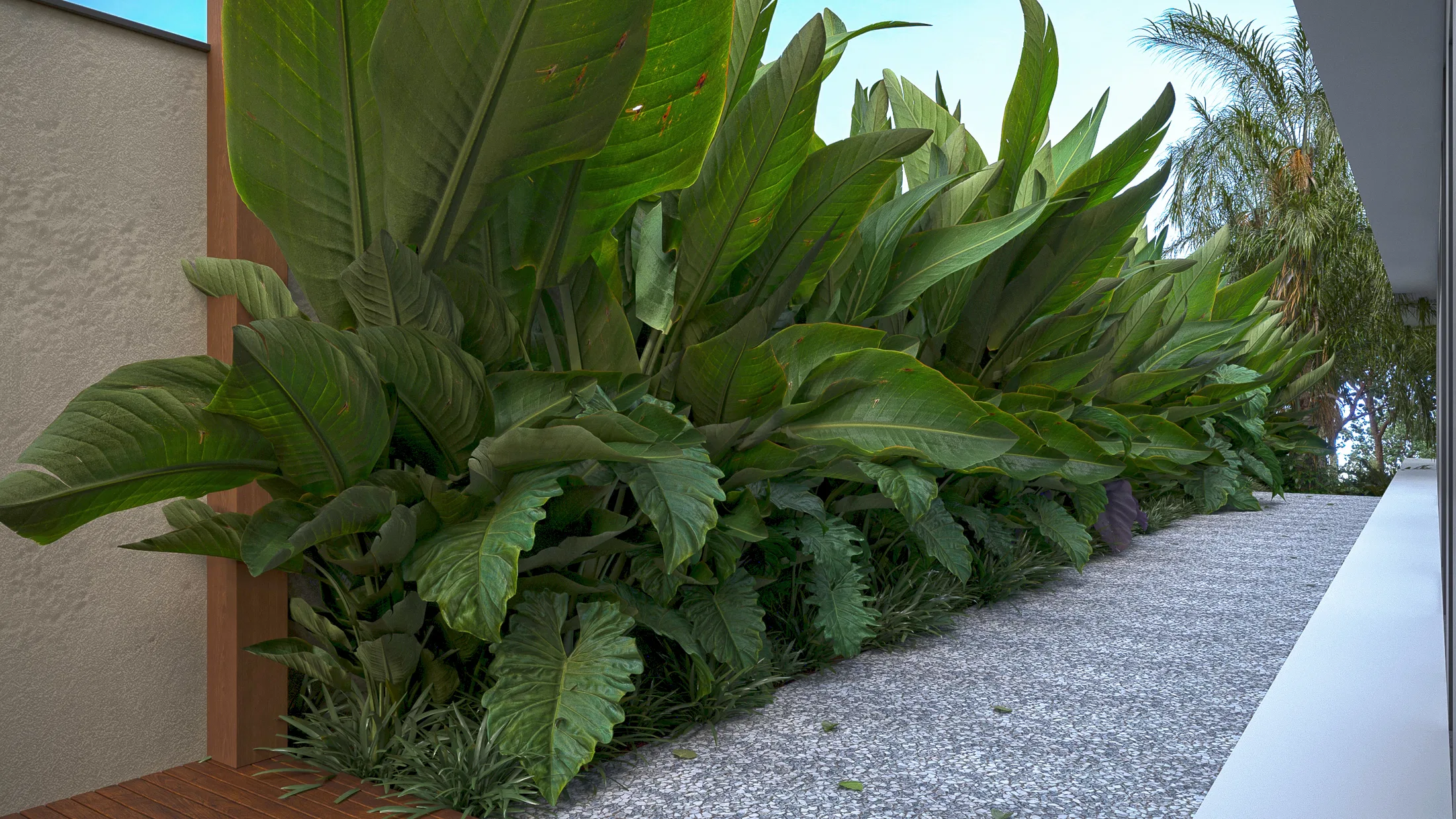 Side walkway with a dense bed of heliconias and philodendrons, a pebble strip beside the white wall and a palm beyond