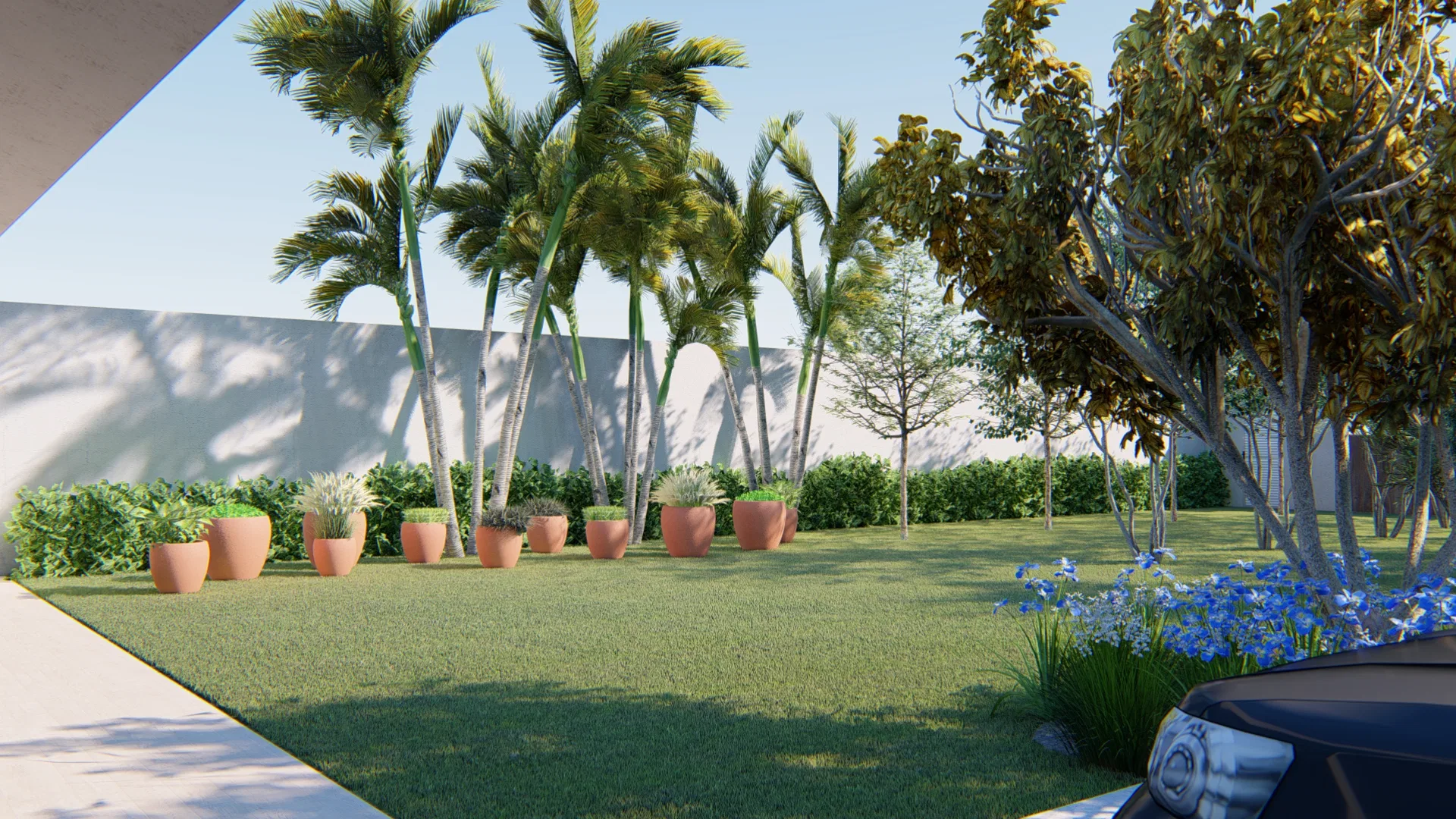 Front garden with a row of terracotta pots, tall palms against a white wall, a low hedge and a bed of blue flowers on the right