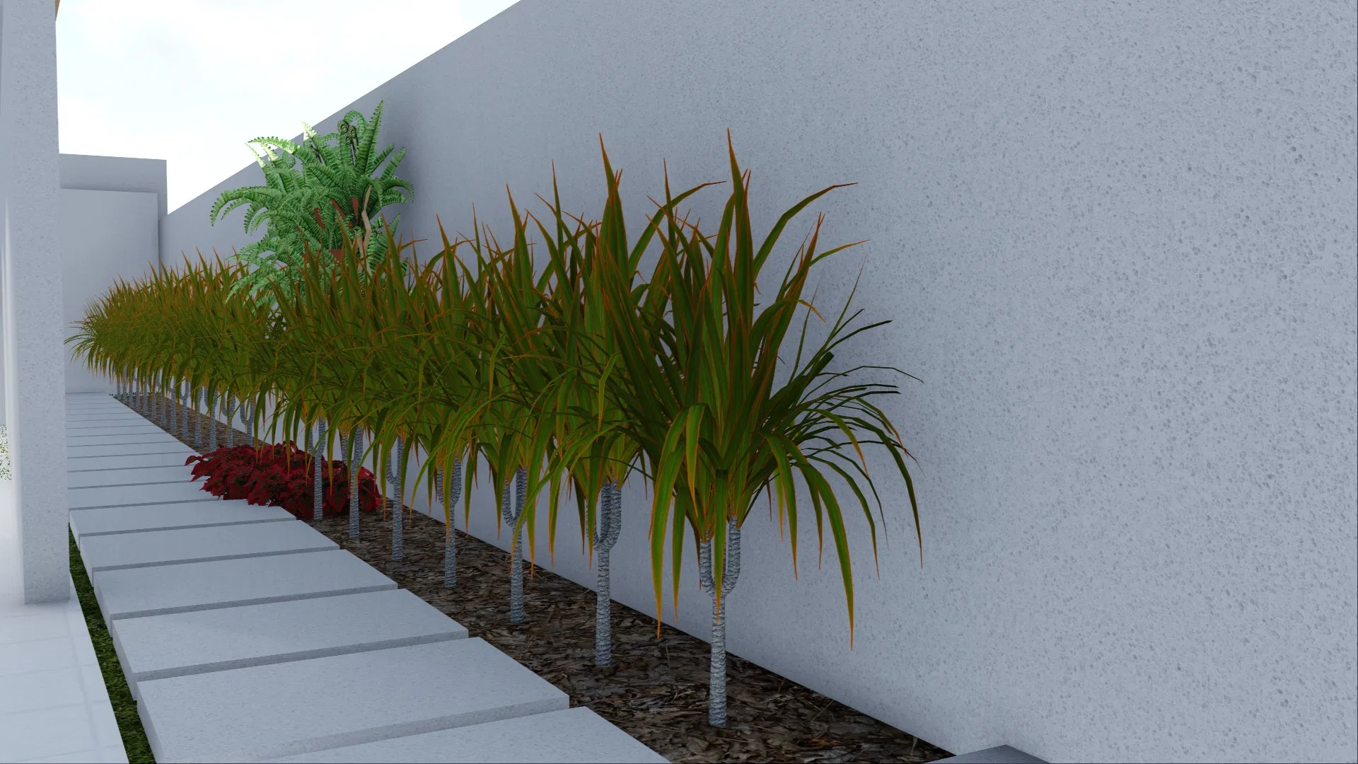 Row of strap-leaved dracaenas planted in gravel along a white wall, flanking a path of concrete stepping slabs.