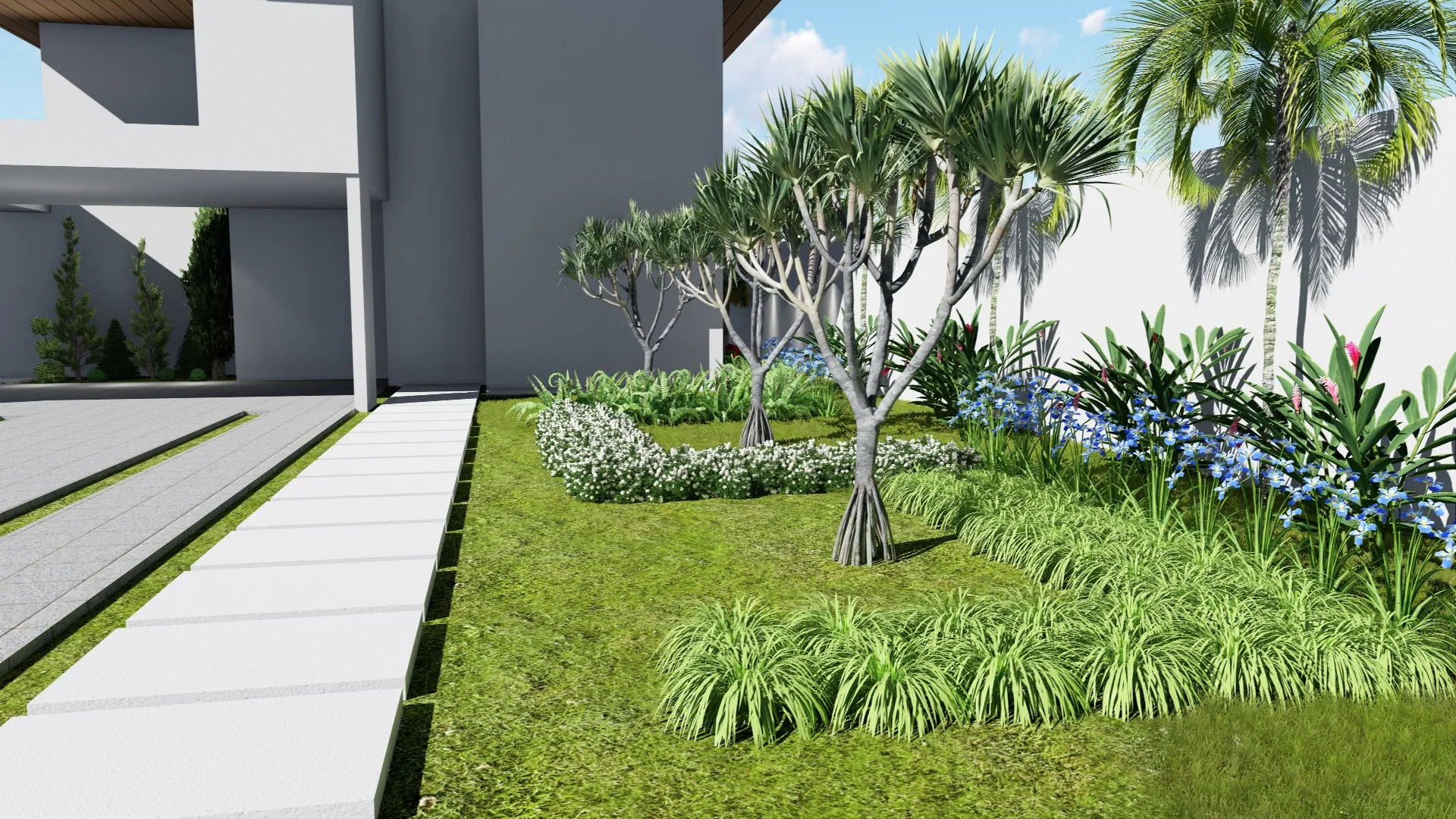 Entrance garden beside the house, with a stepped concrete path, a rosette-leaved tree, white groundcover and blue agapanthus among ornamental grasses.