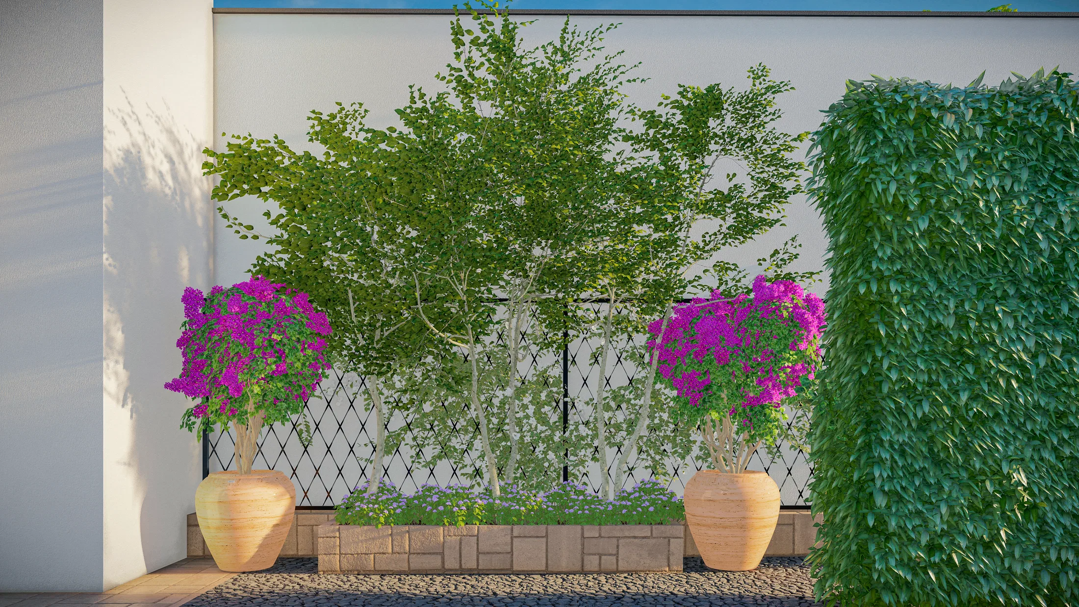 Magenta bougainvillea planters framing a pale-trunked tree, beside the ivy wall