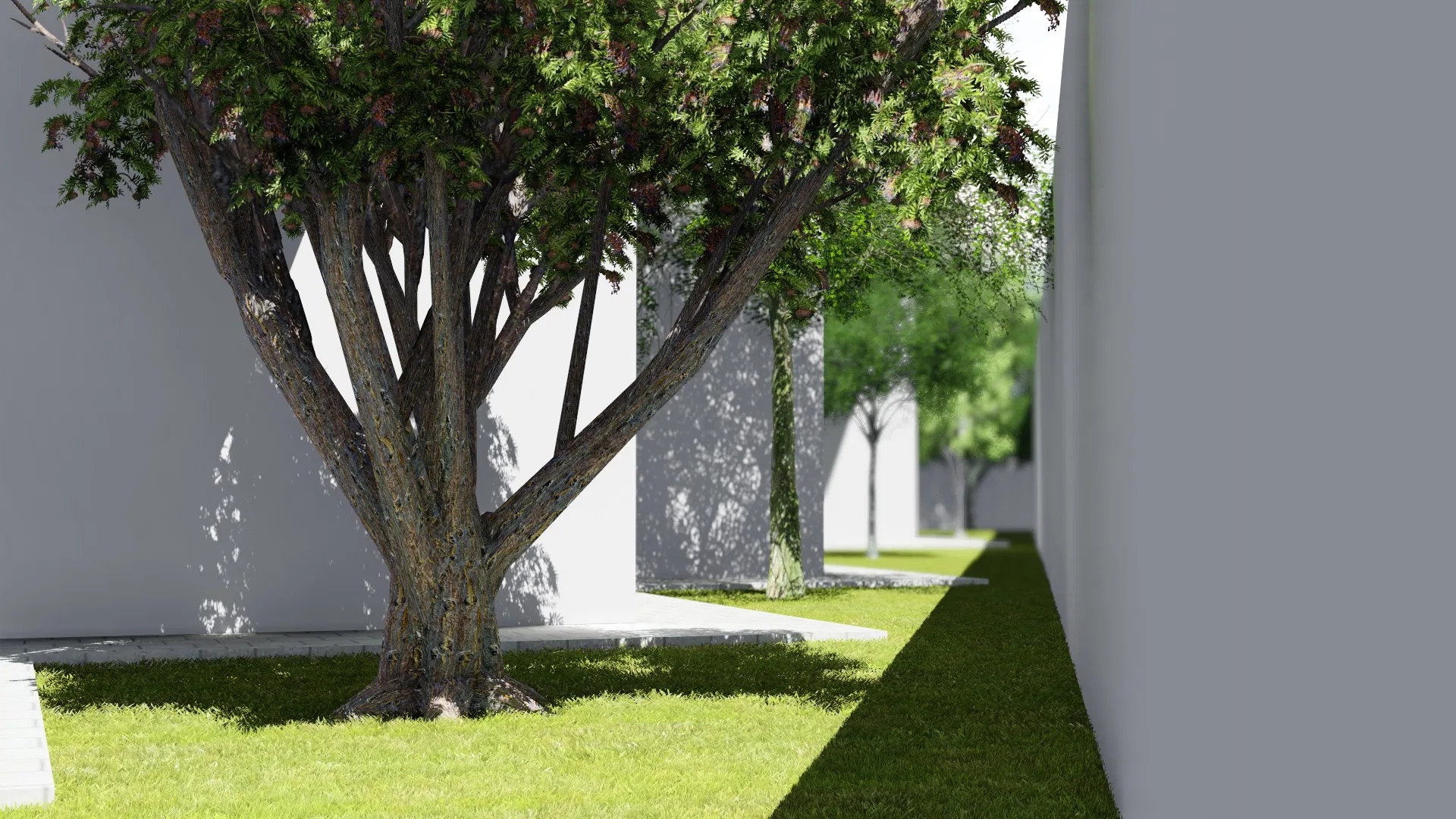 Side garden shaded by a leafy tree with reddish blossom, a continuous lawn and trees aligned along the white walls