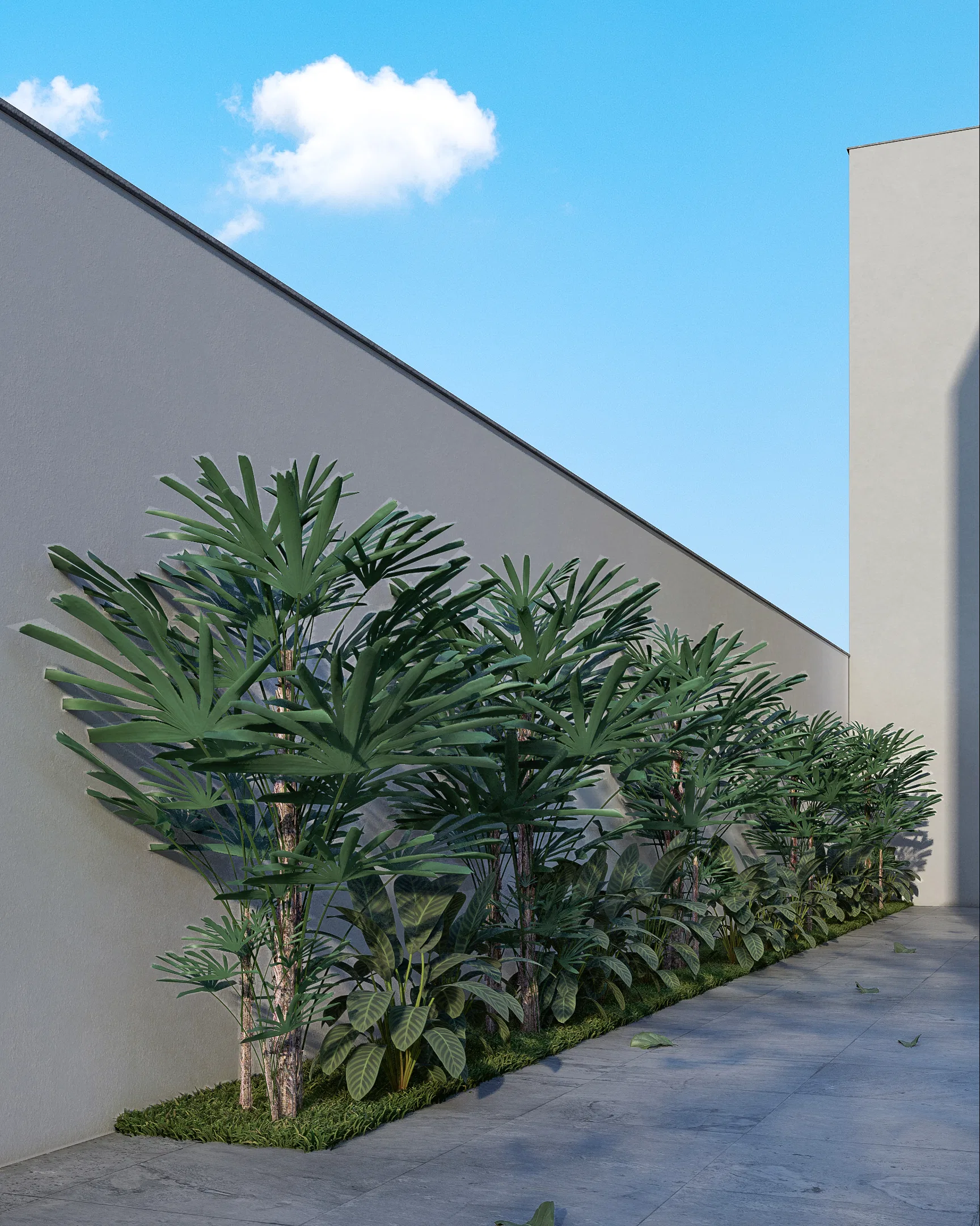 Row of lady palms lined along the side wall, bordering the concrete paver walkway