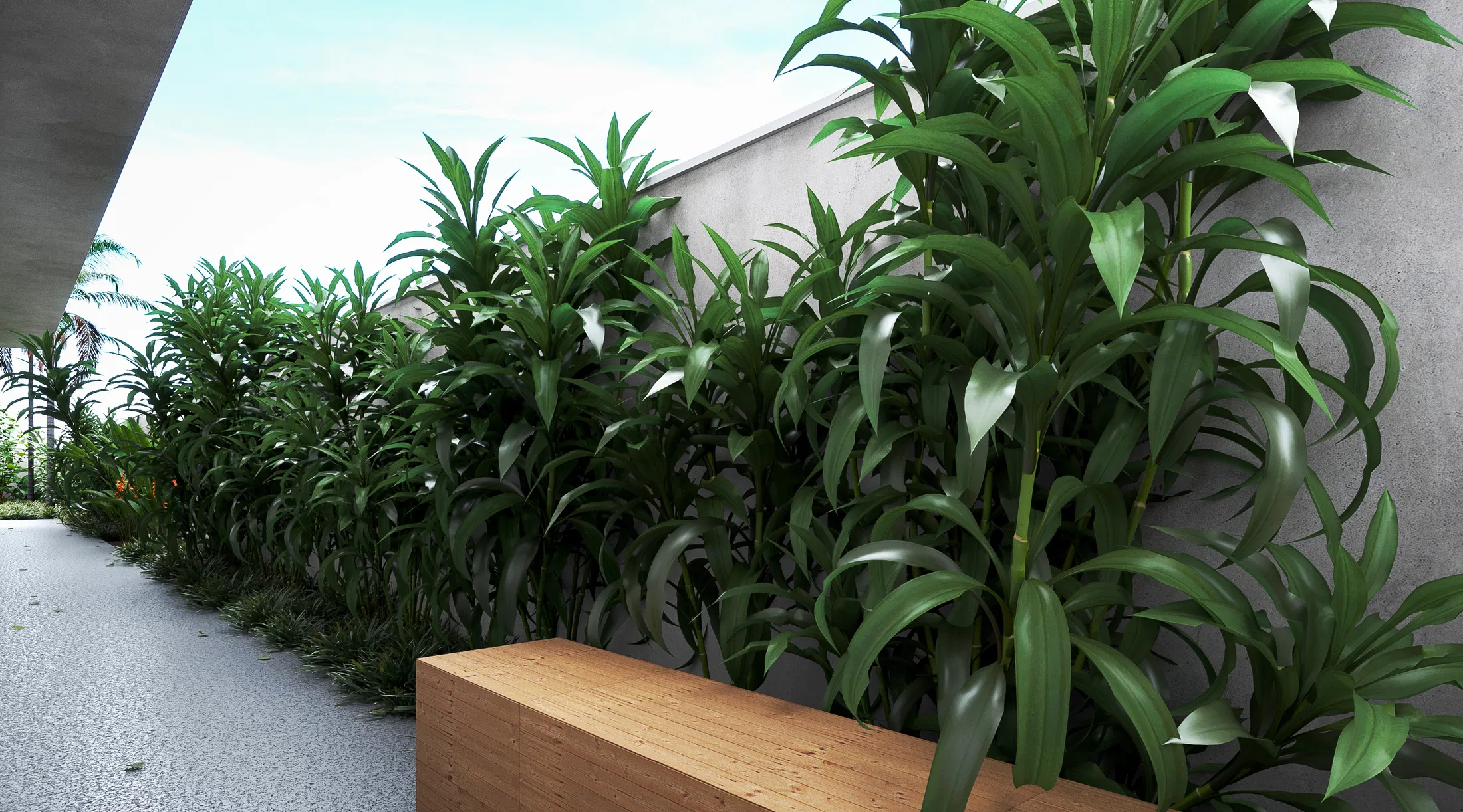 Row of green dracaenas along the gray wall, a solid wood bench and smooth concrete paving under a cantilevered eave