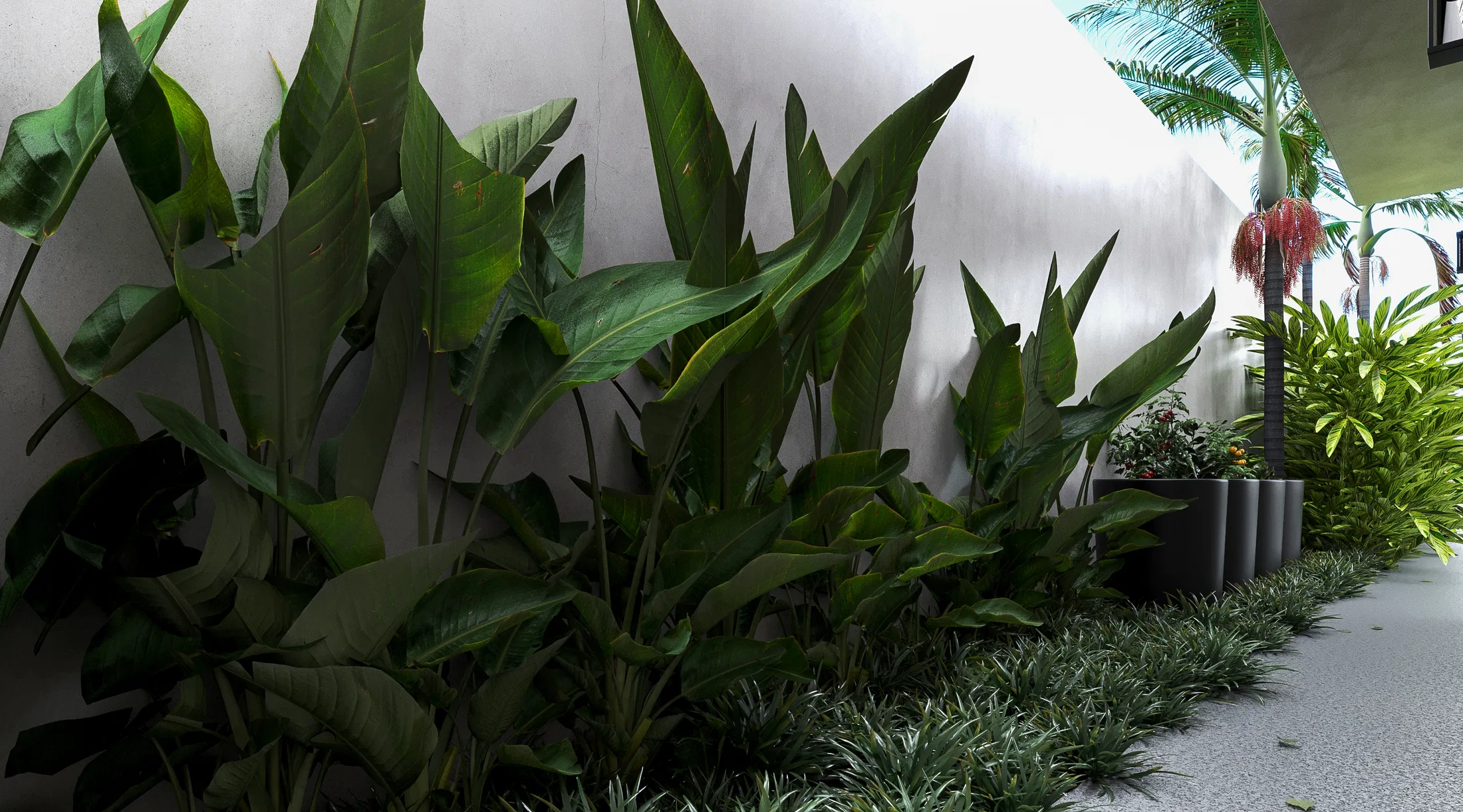 Dense bed of bird-of-paradise by the light wall, mondo-grass edging, gray cylindrical planters and a palm with a reddish seed cluster