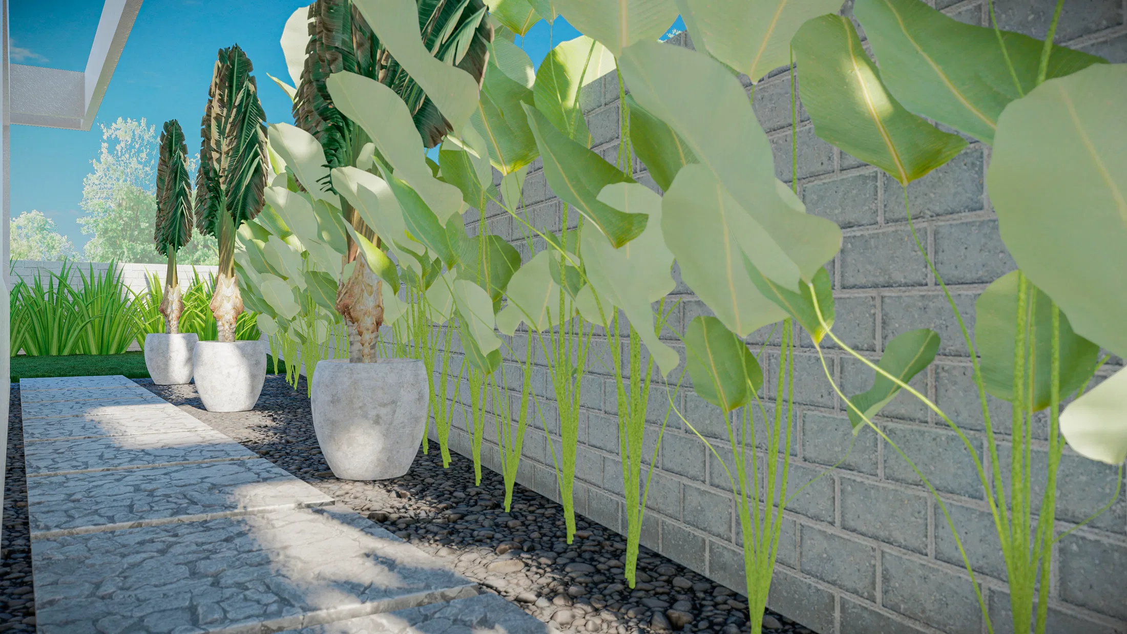 Side stone walkway with white pots of large-leafed tropical foliage, set between ornamental grasses and a light brick wall.