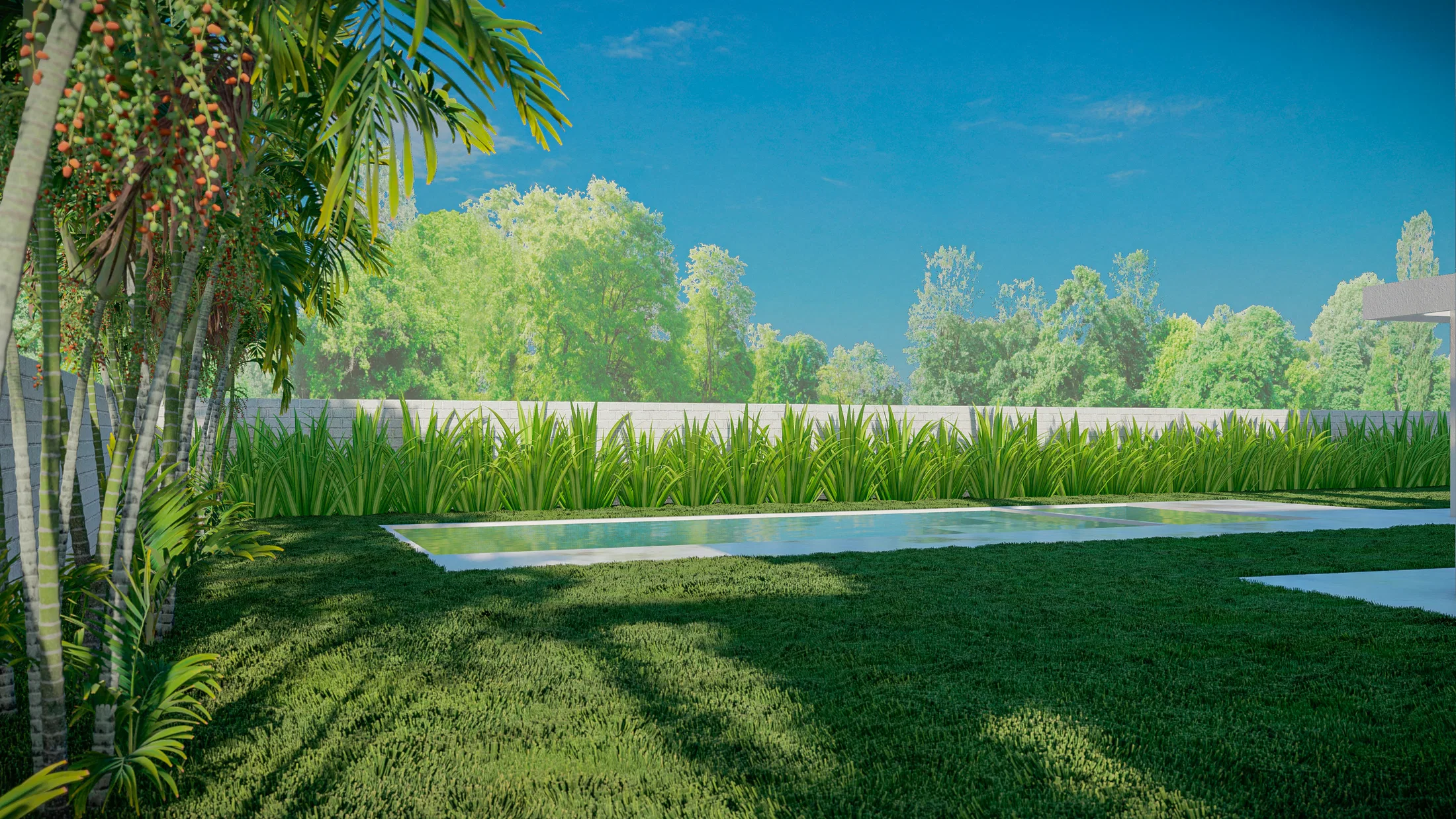 Garden corner with the pool in the background, an ornamental-grass hedge along the wall and a red-leafed palm in the foreground.