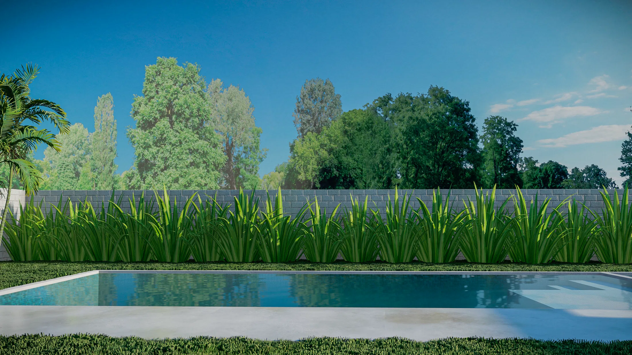 Pool framed by a light-toned wall and a tall ornamental-grass hedge, with leafy trees in the background under a blue sky.