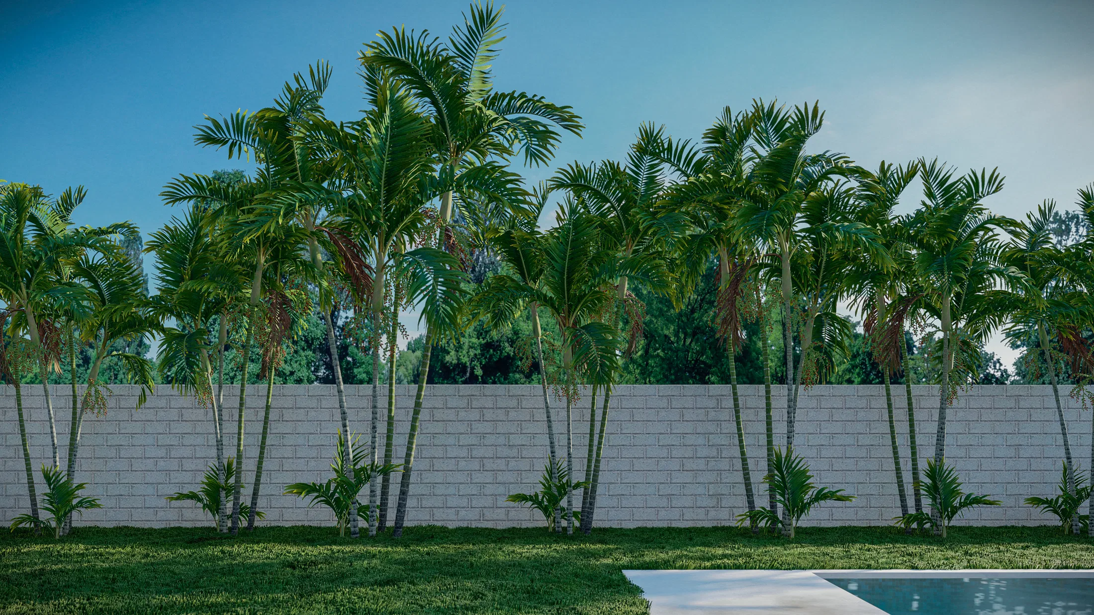 Pool edge lined with a row of tall palm trees along the wall, casting long shadows across the lawn.