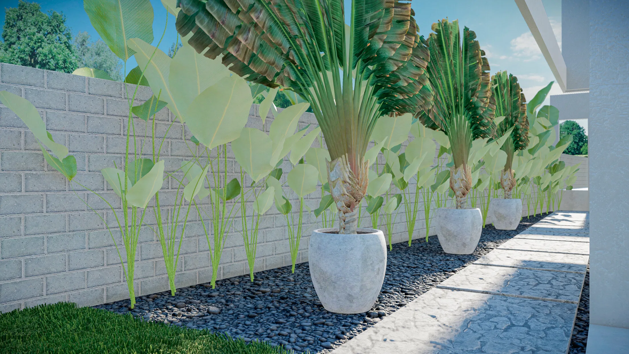 Row of white pots with large green and yellowing tropical leaves, set on gravel next to a brick wall.