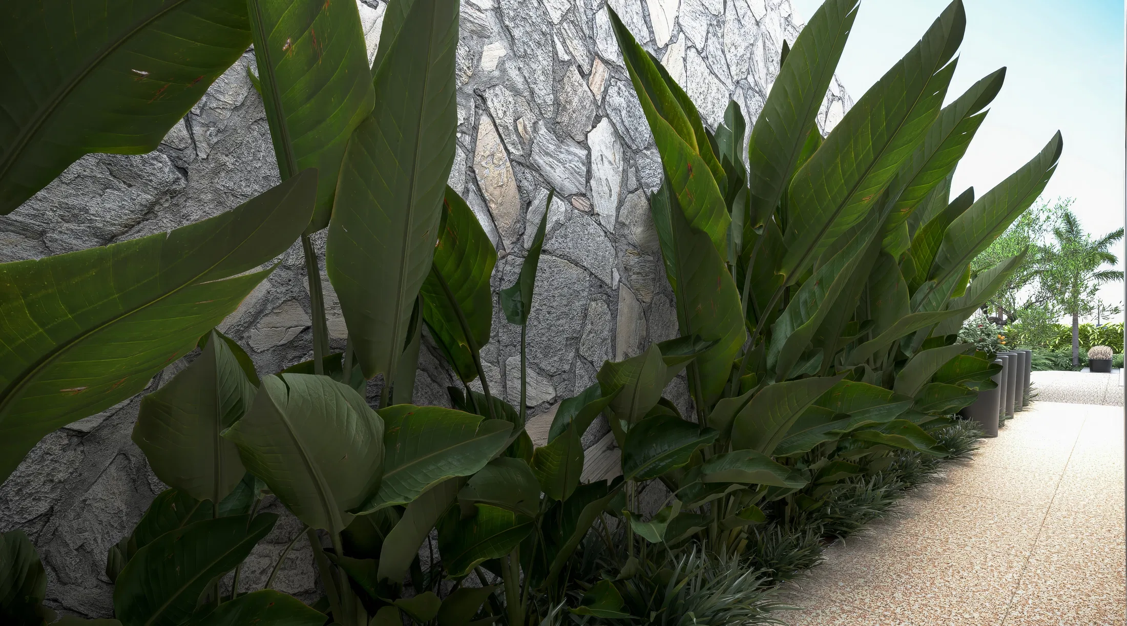 Gray stone-clad wall with a mass of bird-of-paradise, mondo-grass ground cover and cylindrical planters lined along the path