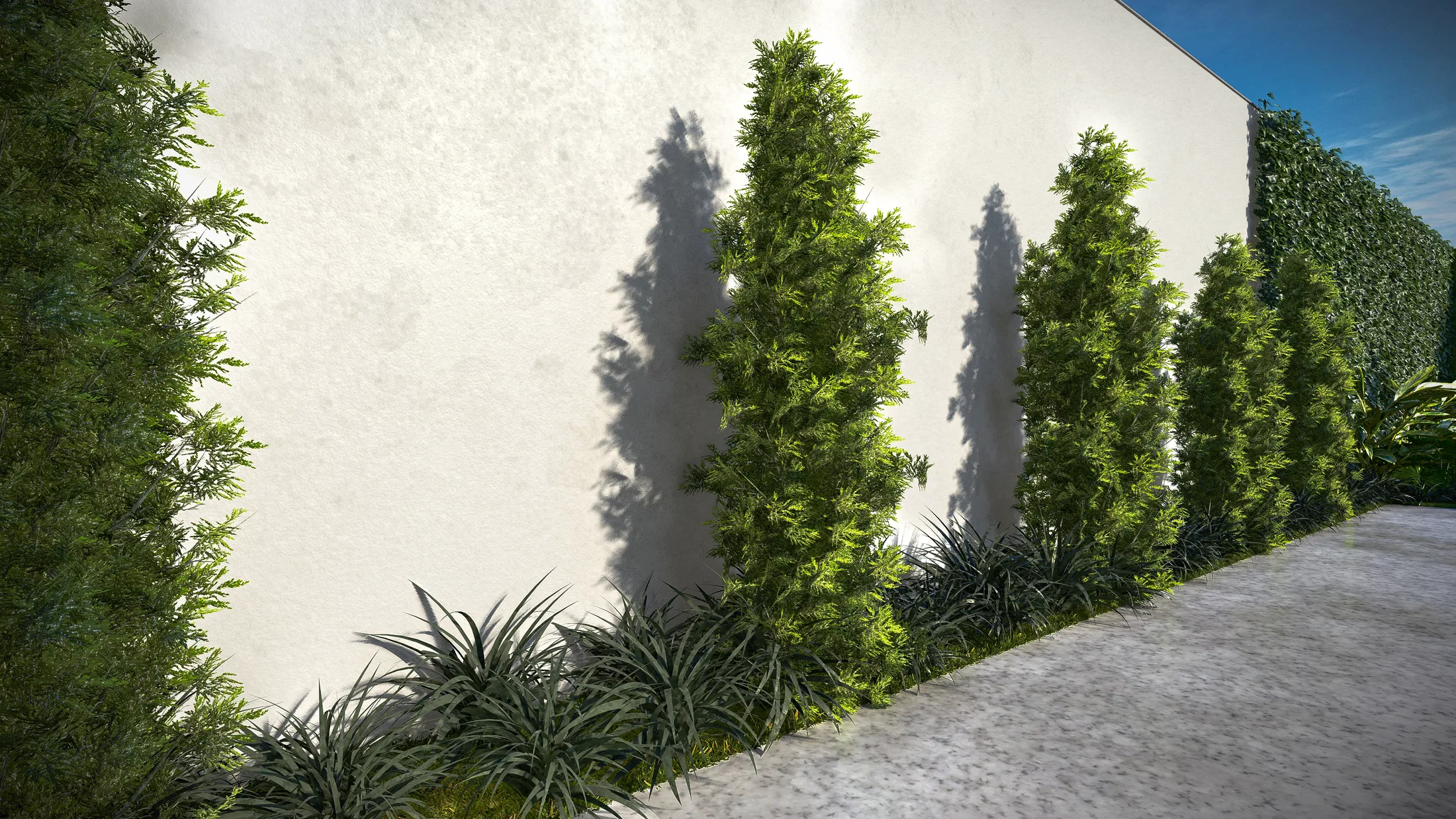 A side path along a pale wall, with columnar shrubs, tufts of silver foliage at the base and a green hedge beyond.