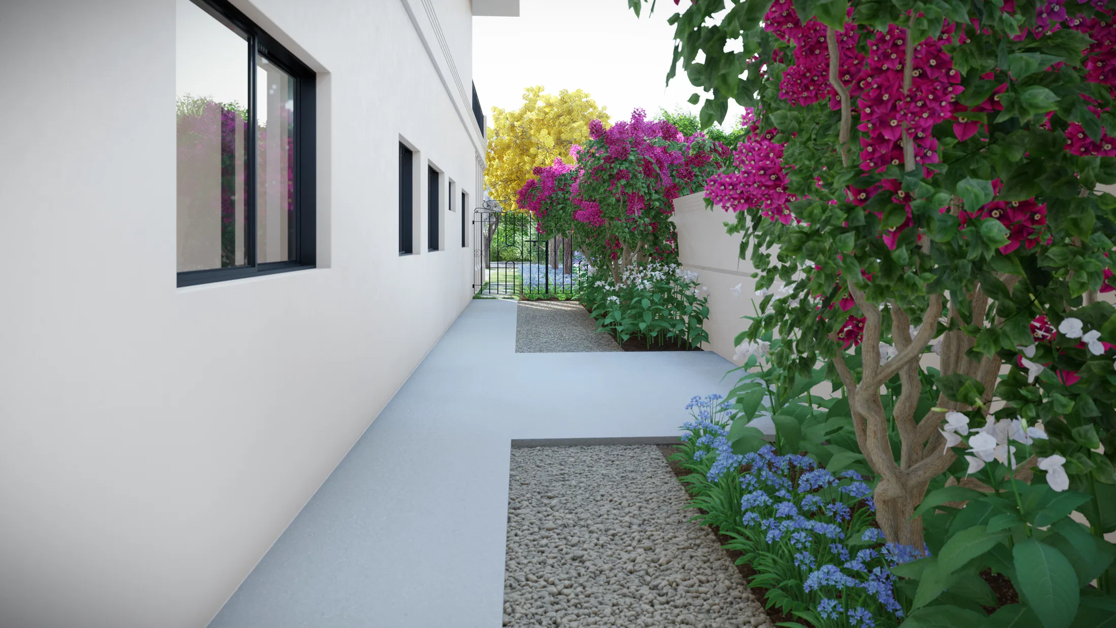 Side passage between a white wall and a bed of blue agapanthus, with pink bougainvillea cascading over the wall beyond