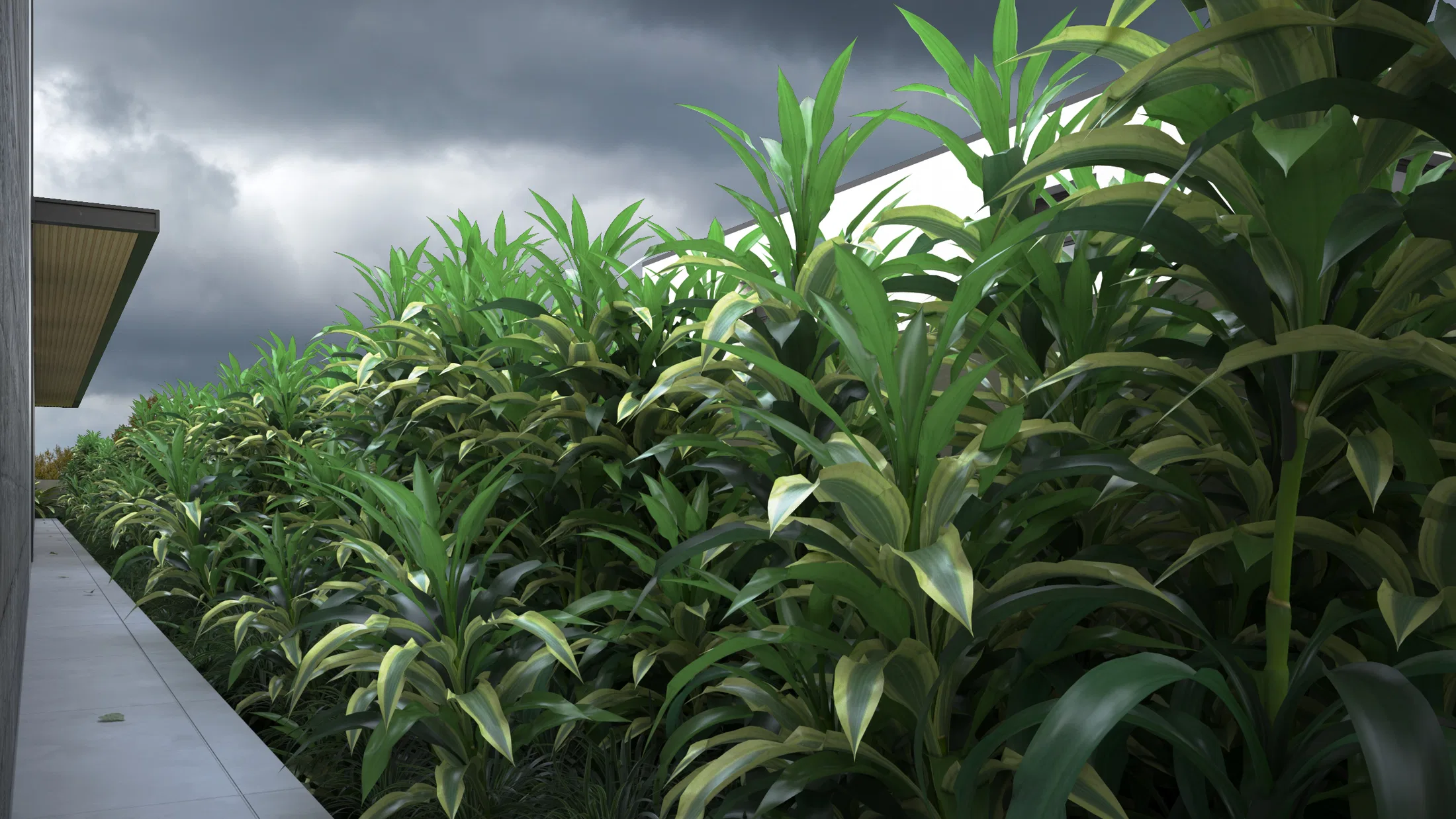 Row of long-leaved ornamental plants in a raised bed, set against a heavy, cloud-laden sky