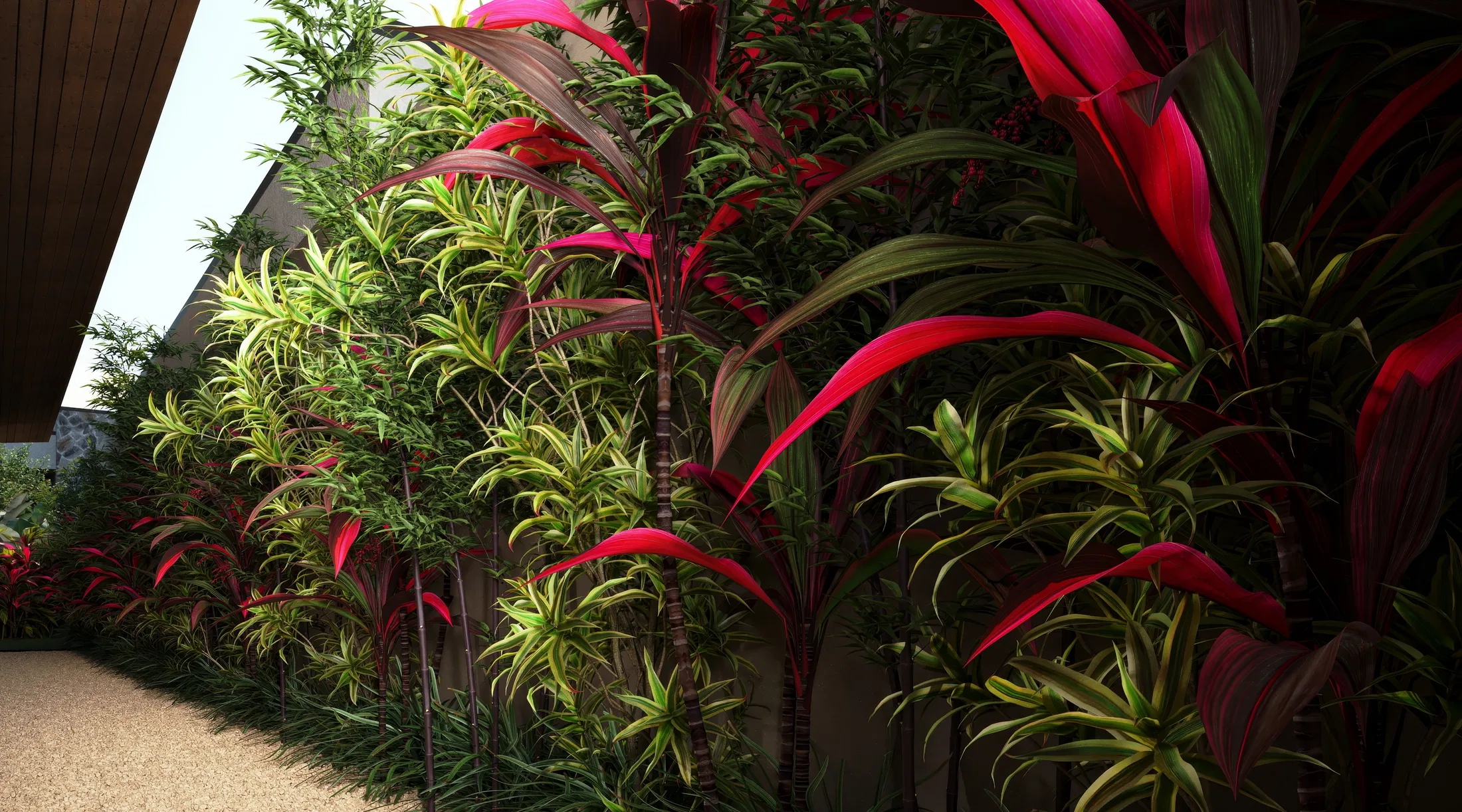 Dense row of dracaenas and red-leaved cordylines forming a living screen alongside a gravel path