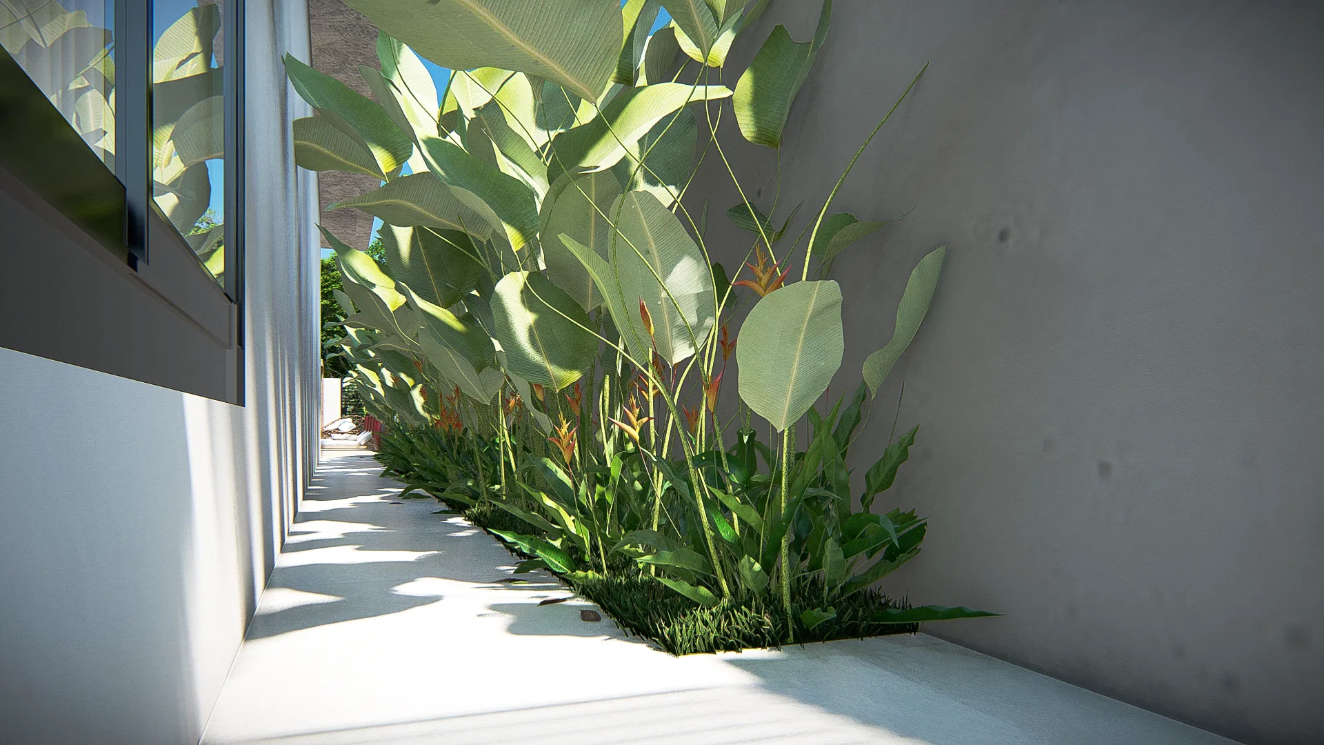 Landscaped side strip between the house and the wall, with broad strelitzia leaves and heliconias lit by sunlight beside the glass panes
