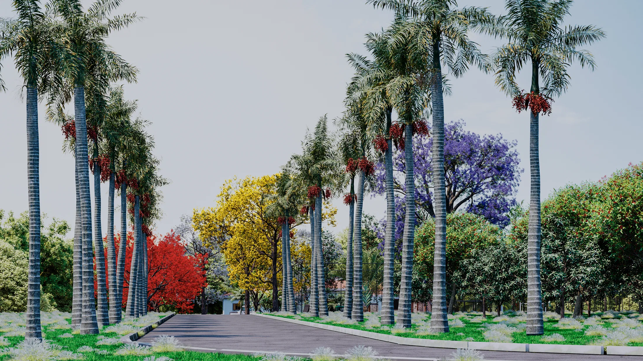 Avenue of tall palm trees interspersed with red, yellow and purple flowering trees along the road.
