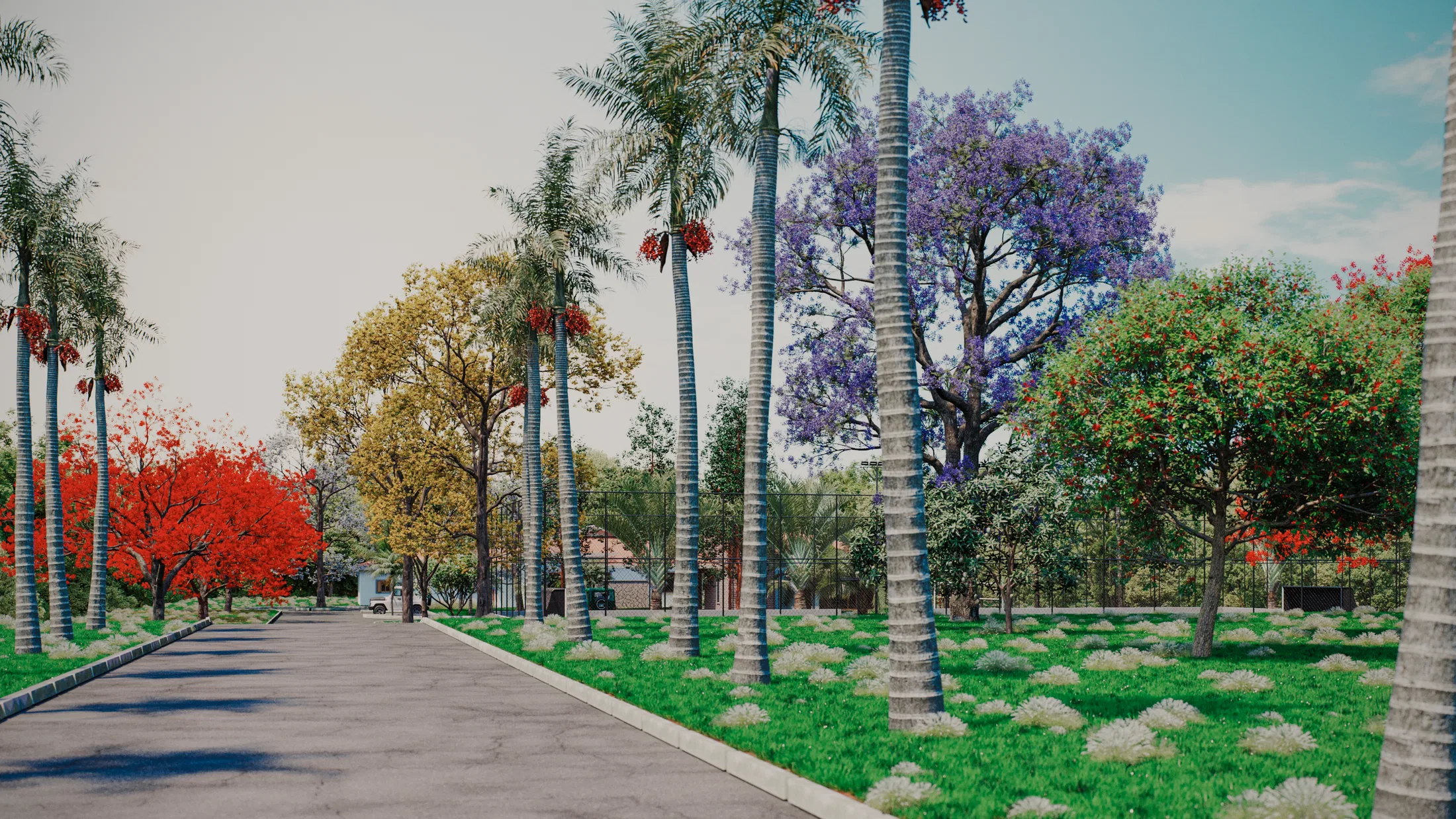 Access road lined with tall palm trees, a red flowering tree and a purple jacaranda along the path.