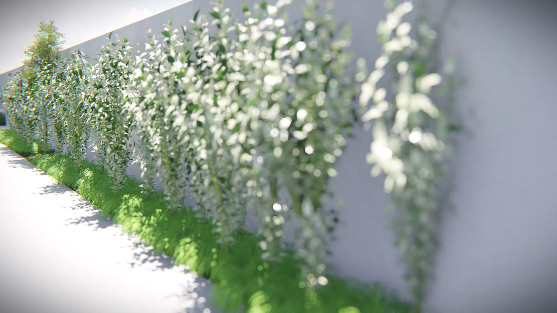 White-flowering climber cascading down a light wall, with a strip of grass at its foot, lit by raking sunlight
