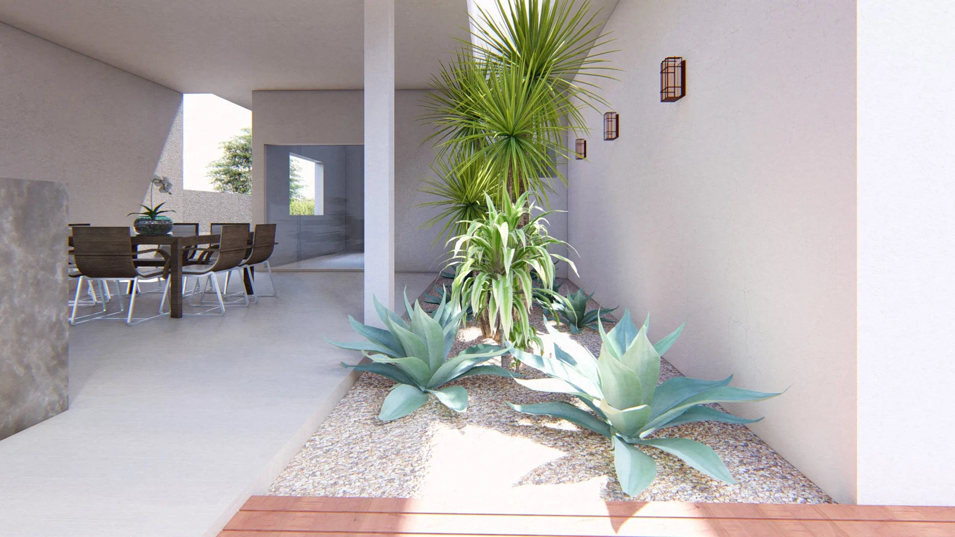 Internal patio with a gravel bed, bluish agaves and a branching dracaena against white walls, with a dining area and wood floor alongside