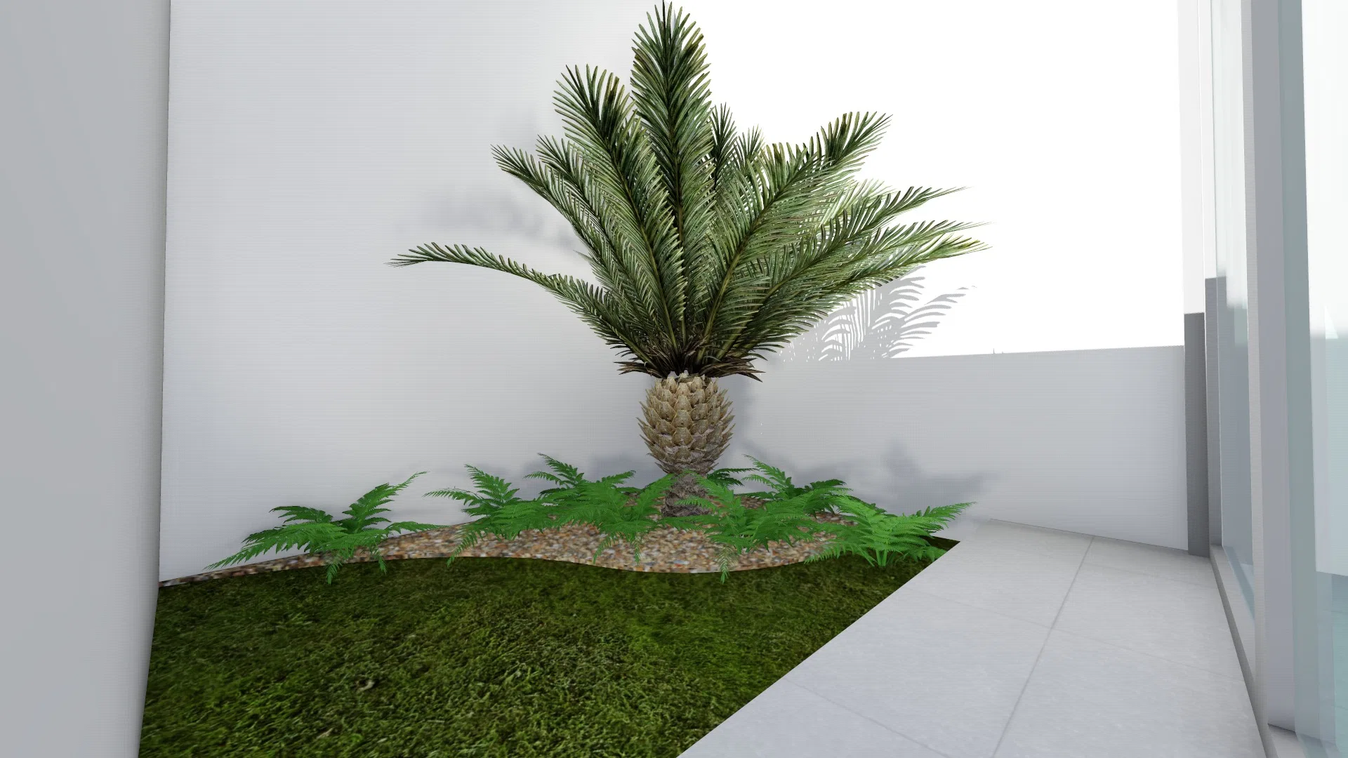 Corner garden nook with a phoenix palm over a gravel and grass bed, framed by ferns between white walls