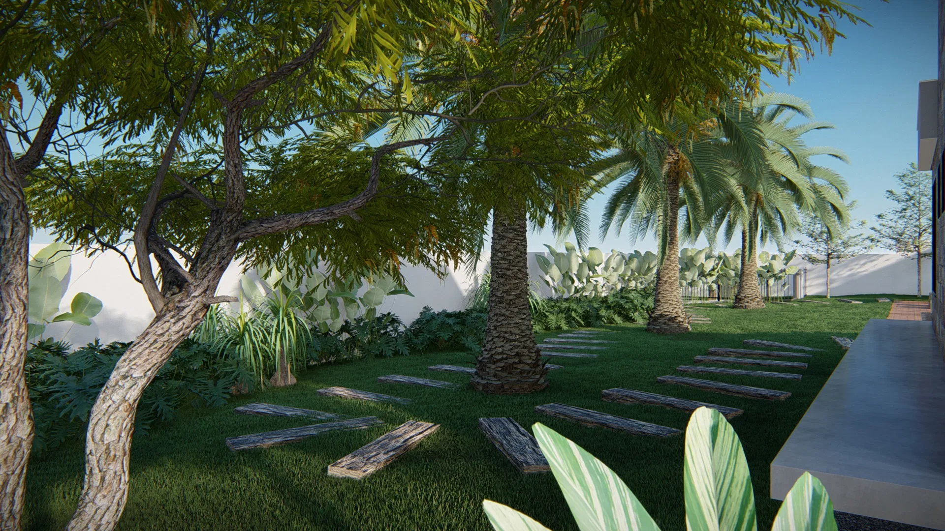 Lawned garden with a leaning shade tree, a path of stone slabs and palms aligned along the white wall