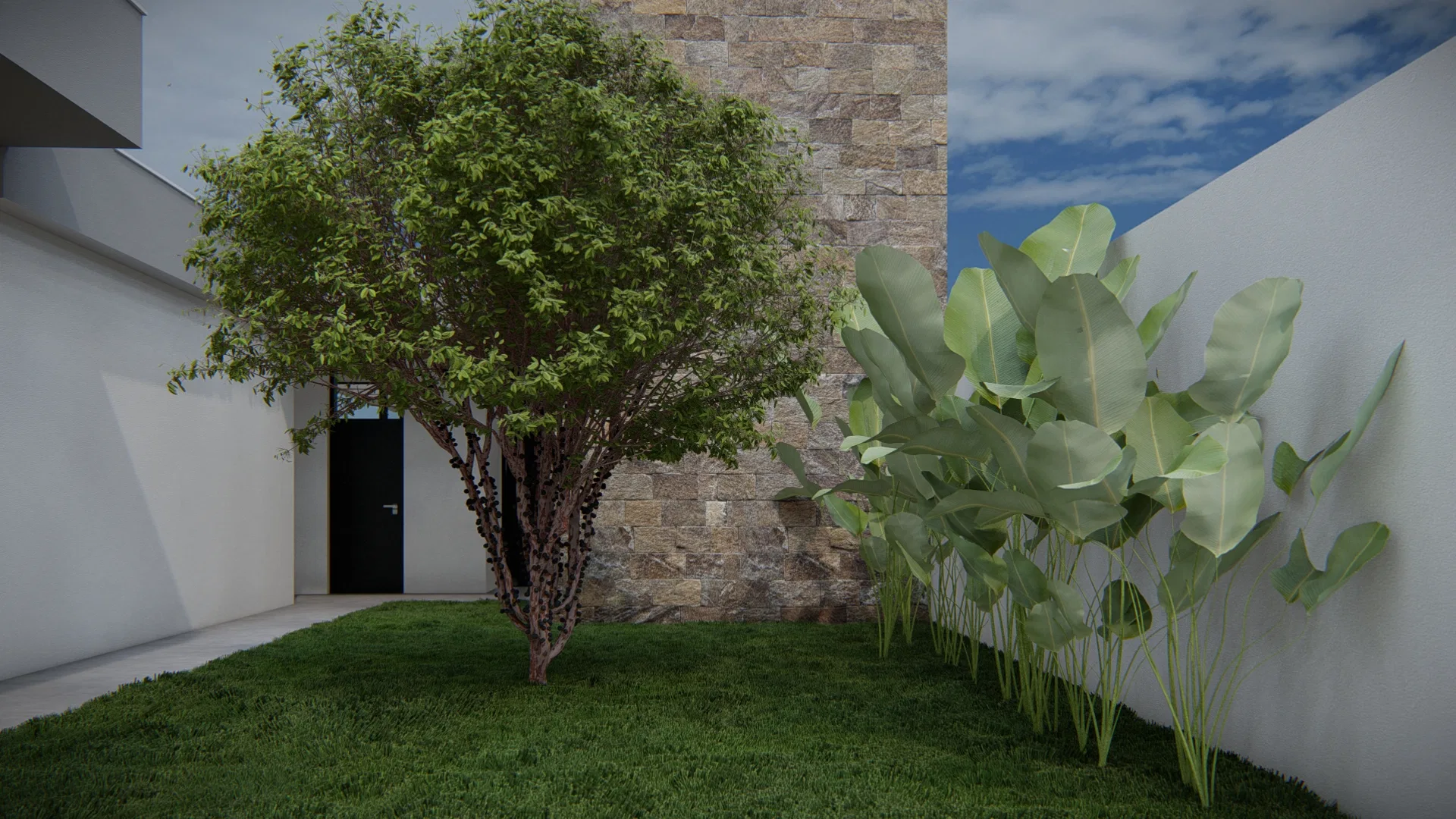 Entry garden with a leafy tree over the lawn, a stone wall and a row of strelitzias set against the white render