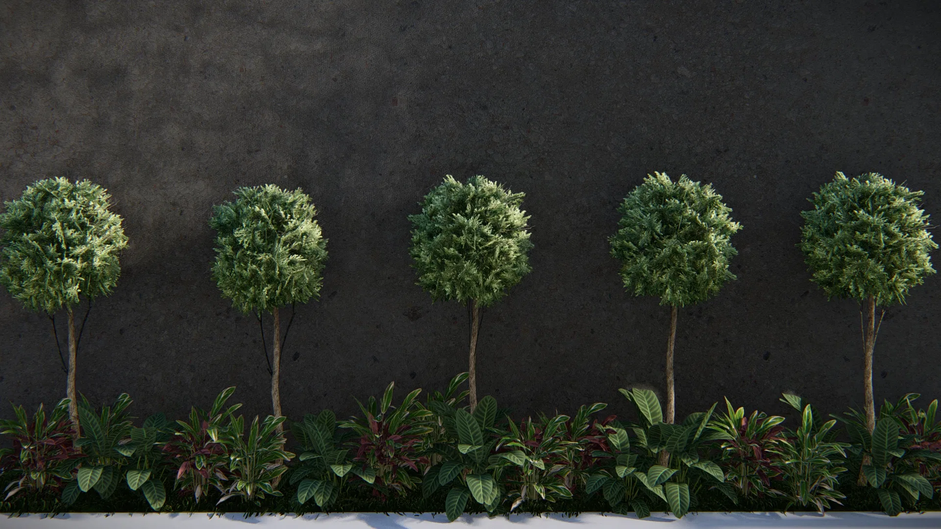 The same line of spherical standard trees in late-afternoon light, now with a denser foliage base in front of the textured wall